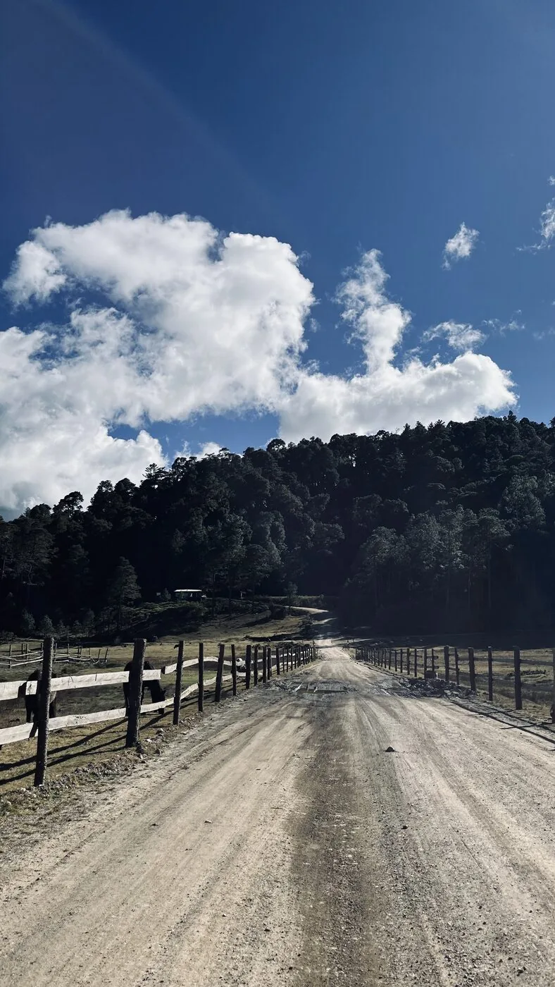 Gravel road through pine forest